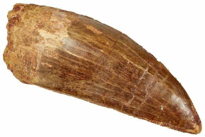 Serrated Carcharodontosaurus Tooth - Robust Dinosaur Tooth #330016